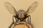fruit fly macro