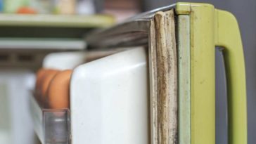 Moldy seal on a green fridge door