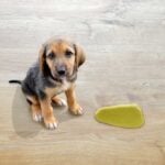 Beagle puppy sitting next to a puddle of dog pee on hardwood floors.