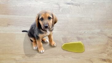 Beagle puppy sitting next to a puddle of dog pee on hardwood floors.