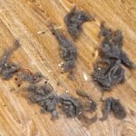 Pile of dust, dirt, and dog hair on hardwood floors