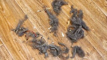 Pile of dust, dirt, and dog hair on hardwood floors