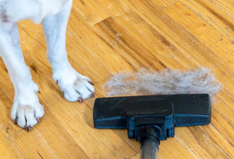 Best Way to Clean Hardwood Floors with Dog Hair Shiny Modern