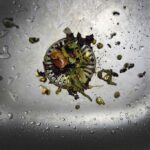 Bits of food sitting in a full garbage disposal drain