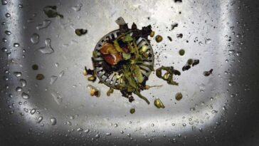 Bits of food sitting in a full garbage disposal drain