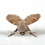 Closer up of a drain fly on a white floor