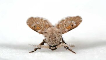Closer up of a drain fly on a white floor