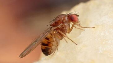 Close up of a fruit fly on a piece of fruit