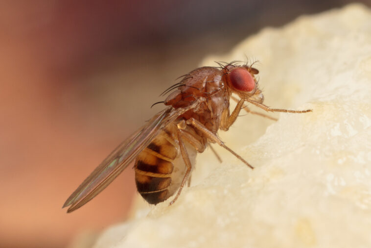Close up of a fruit fly on a piece of fruit