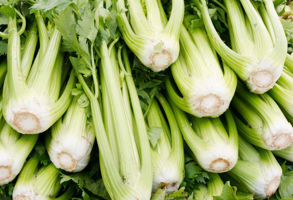 close up of a pile with the root end of the bunches of celery pointed towards the camera