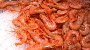 Red, cooked shrimp in shells