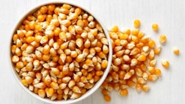 popcorn kernels in a bowl spilling over onto a white background