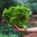 Leafy lettuce being held outright by an extended arm in front of a garden