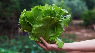 Leafy lettuce being held outright by an extended arm in front of a garden