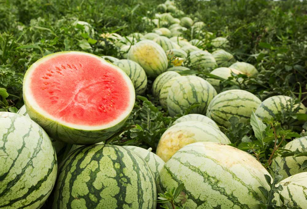 Watermelons in the field with one of them cut open